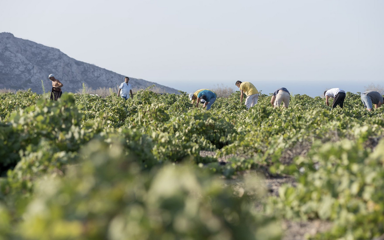 Santorini Wine Roads